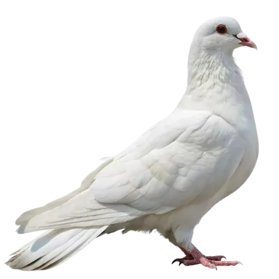 Imagen PNG para descargar